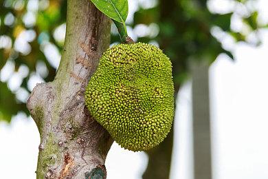 PS5完胜？《最终幻想16》Xbox版分辨率太低、树都“长坏了”